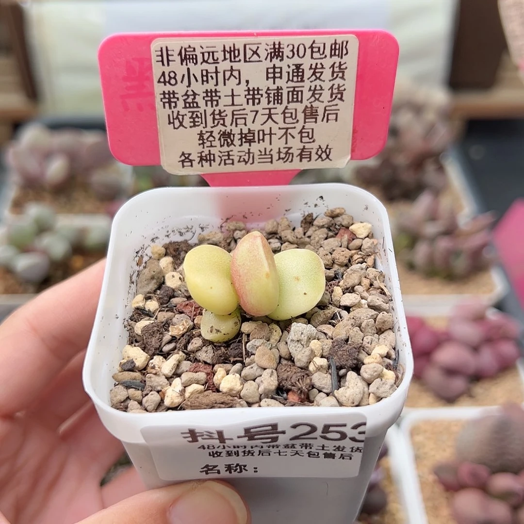 L*253仙桃多肉植物