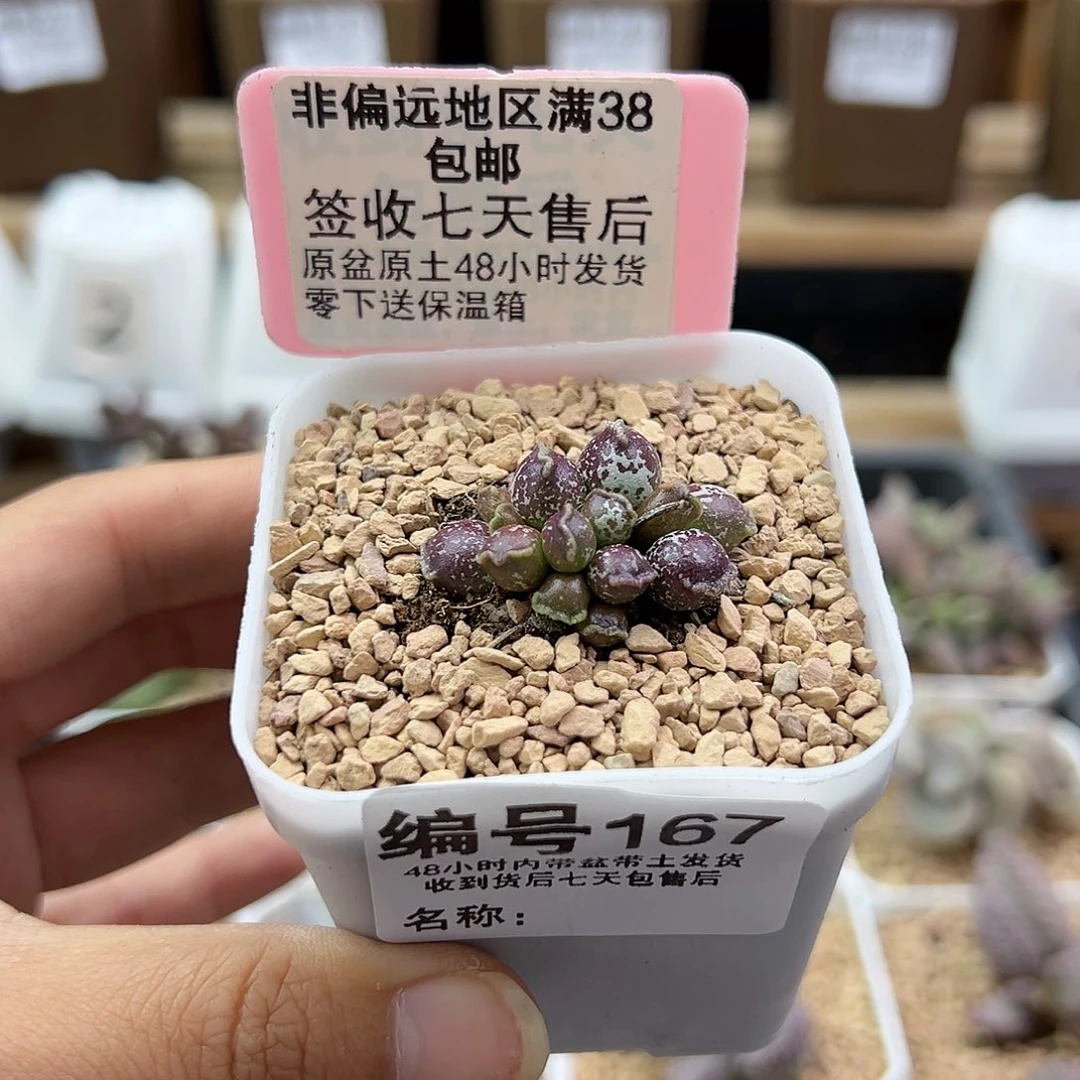 b****u167丸叶紫肌海豹二代