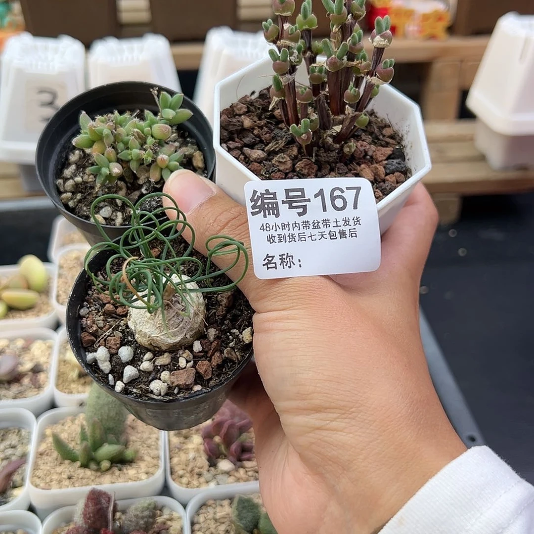 棉***兔167玉米兔子弹簧草