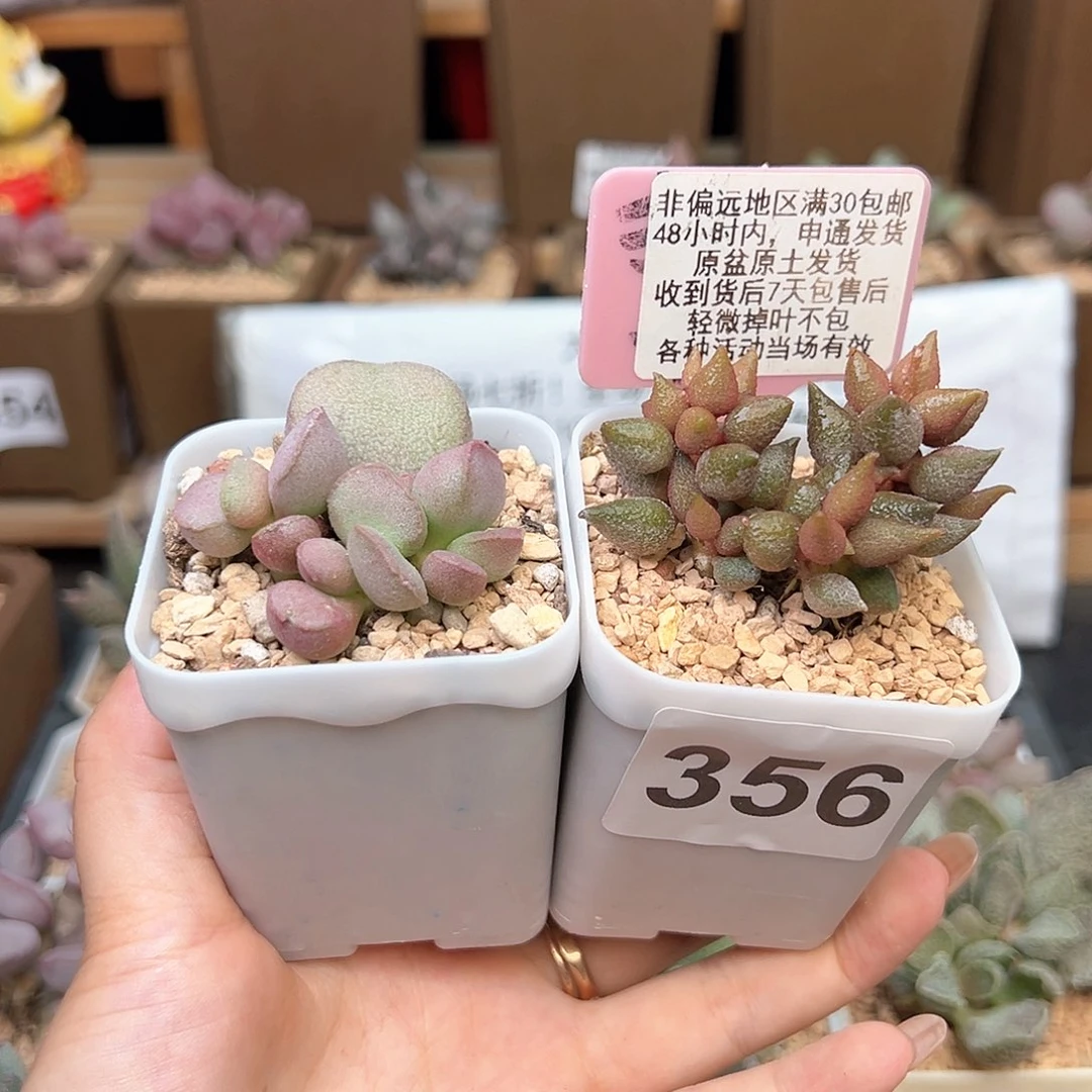 356小辣椒黛安娜多肉植物
