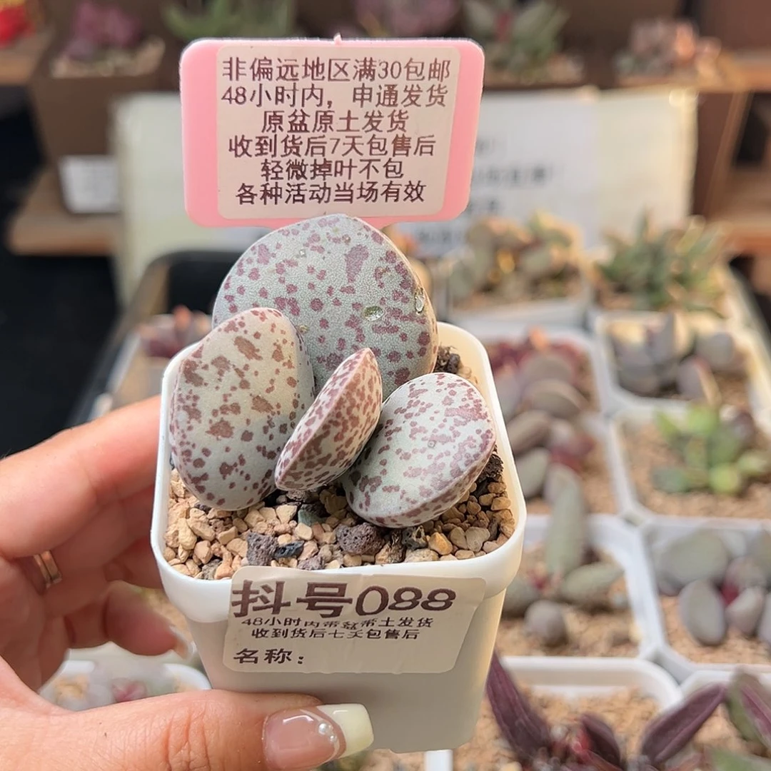 ?****s088巨型花蛋多肉植物