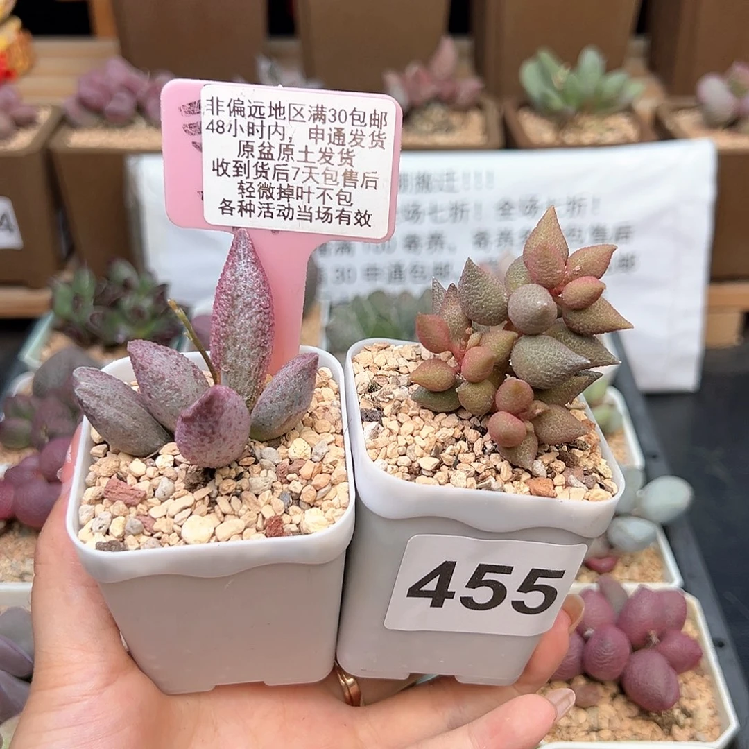 455小辣椒纯红哈莫杂多肉植物