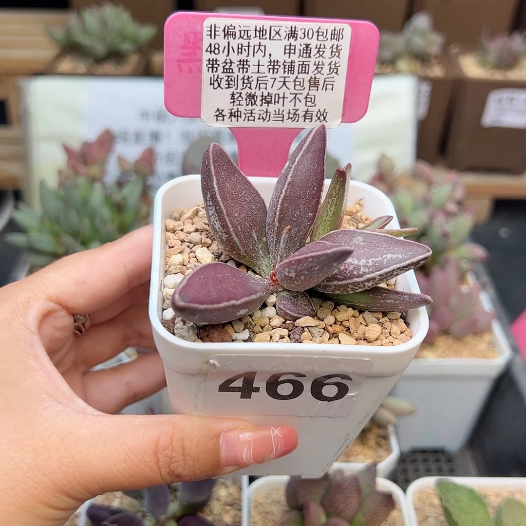 466黑肌愣叶石多肉植物