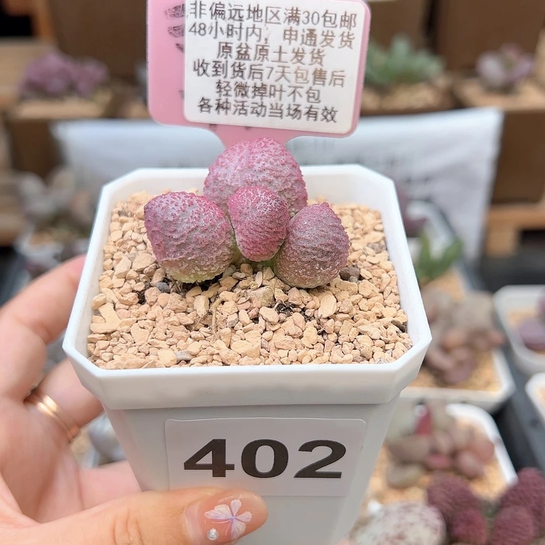 402糖果多肉植物