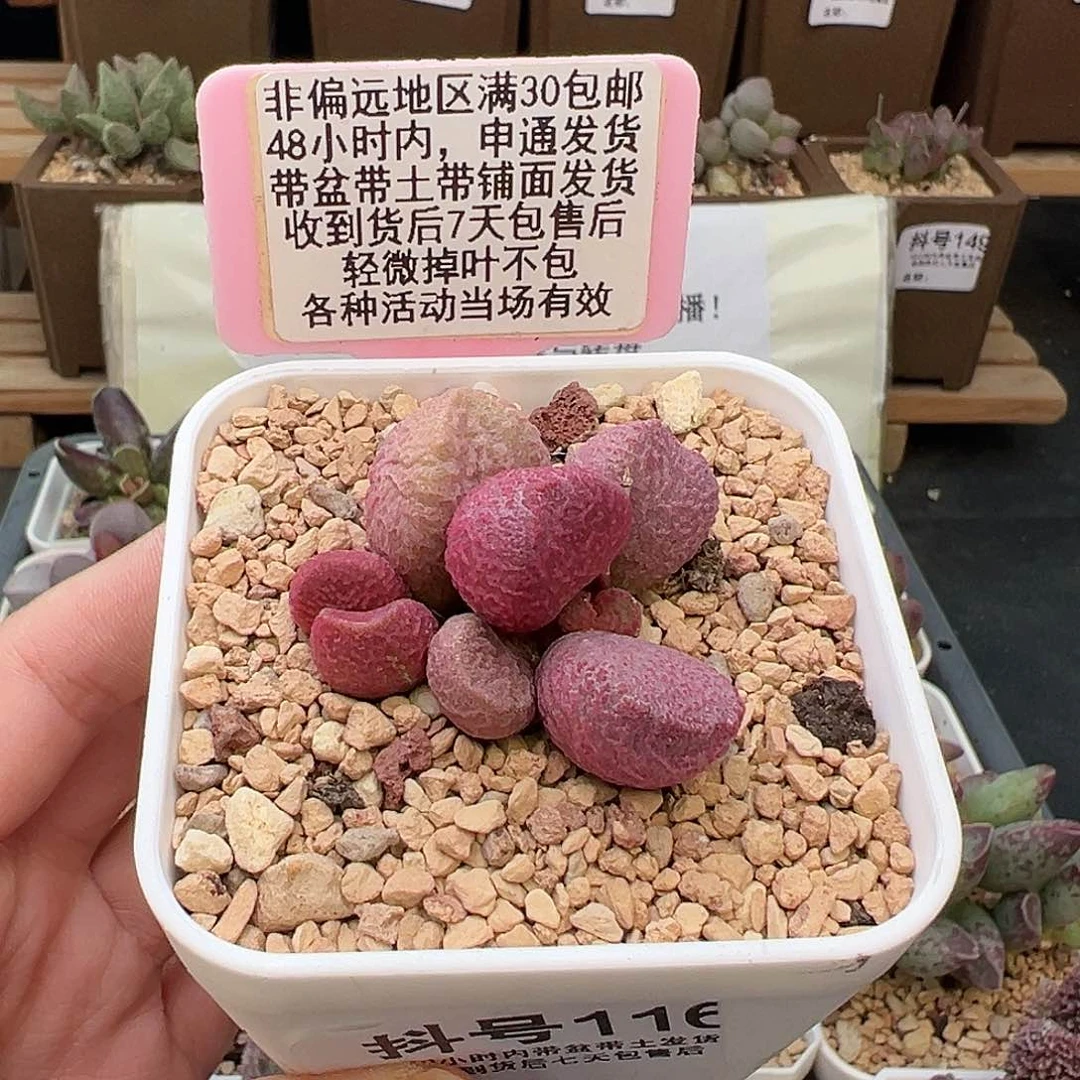116夏娃多肉植物