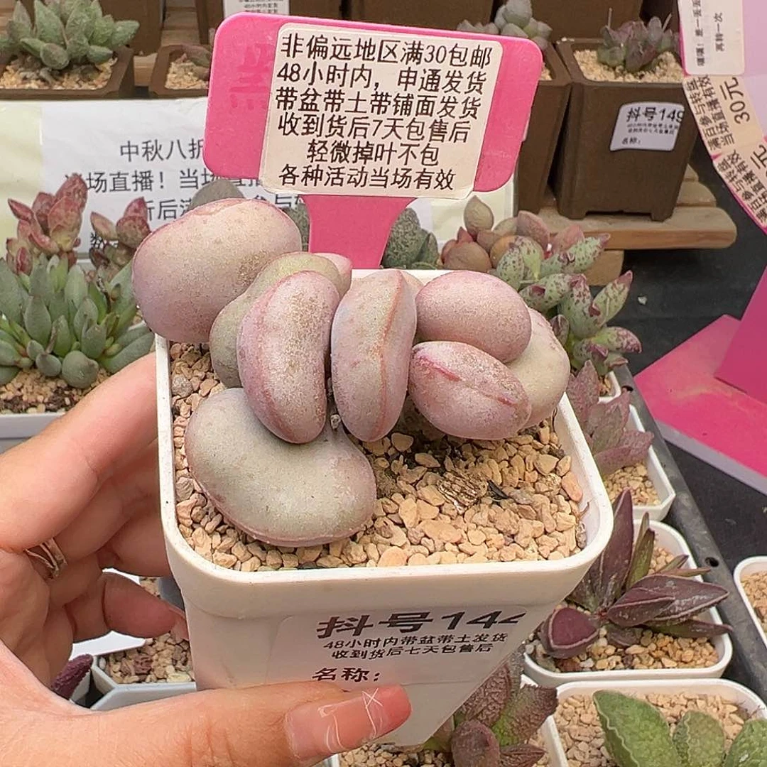 144白肌红蛋多肉植物