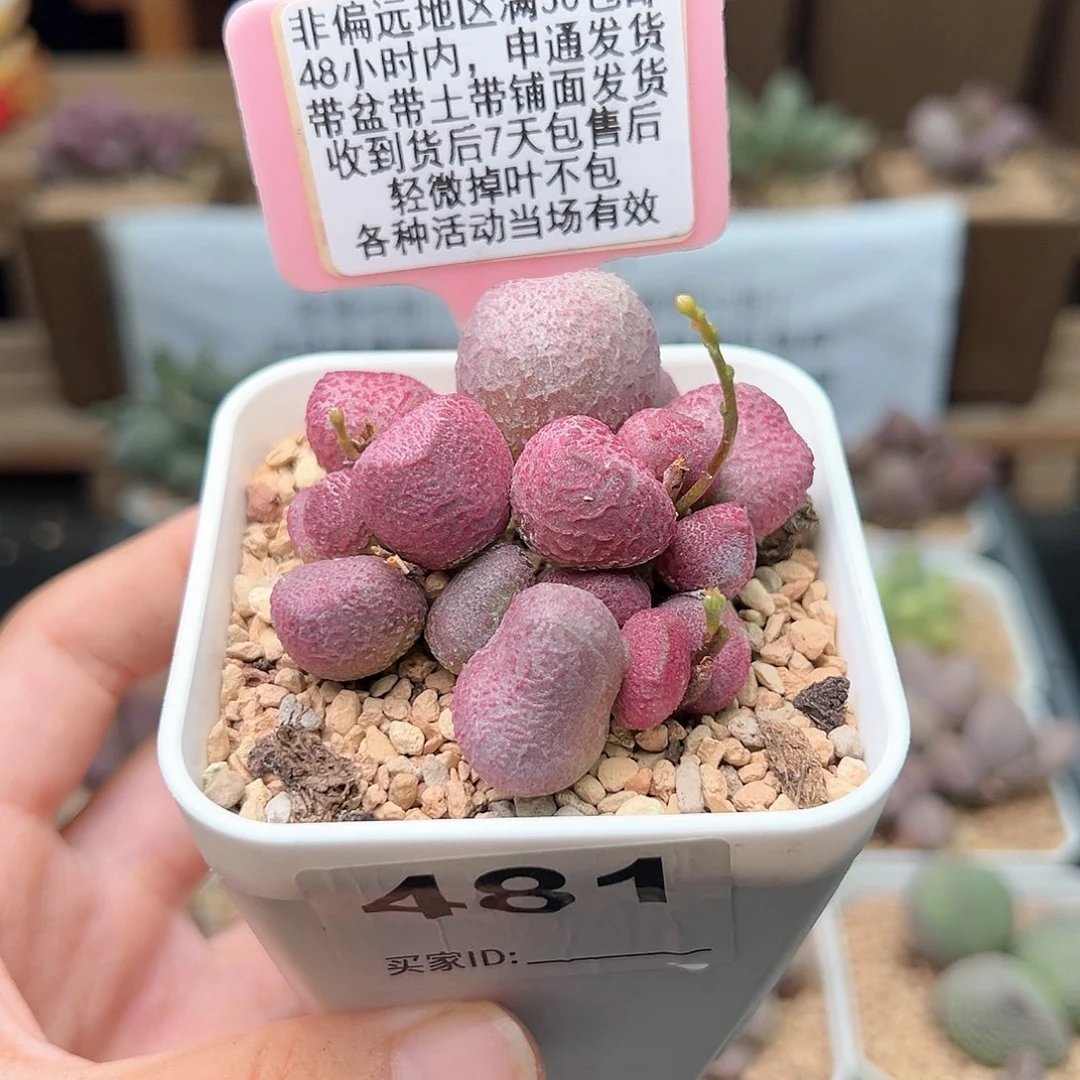 ʚ****ɞ481夏娃多肉植物