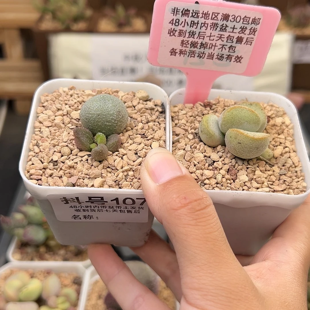 107暗恋硬叶白蛋