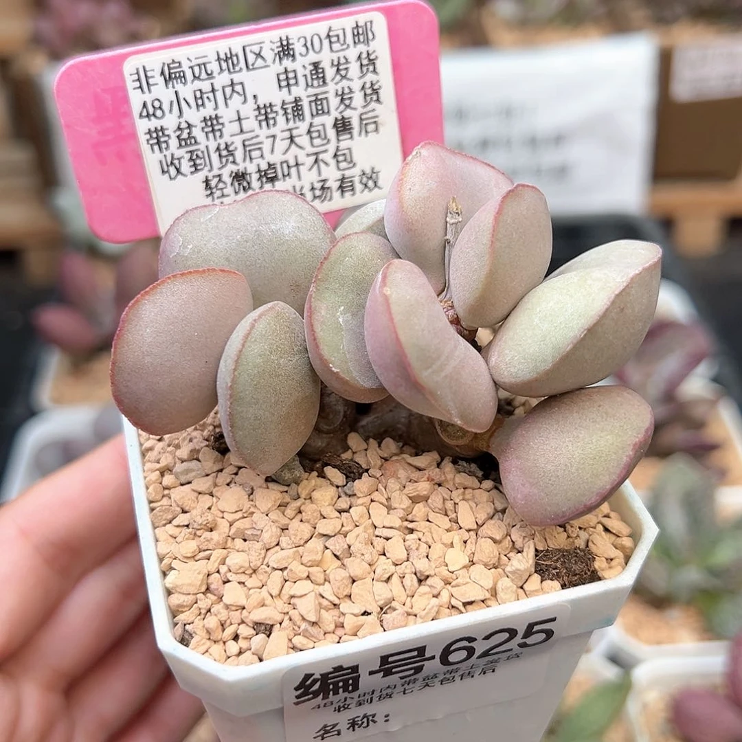 625白肌红蛋多肉植物