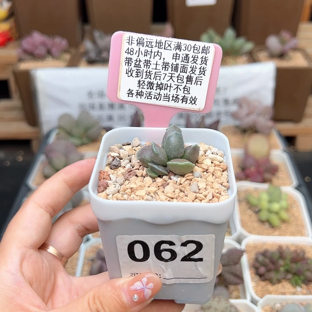 一***鹅062三代紫肌海豹多肉植物