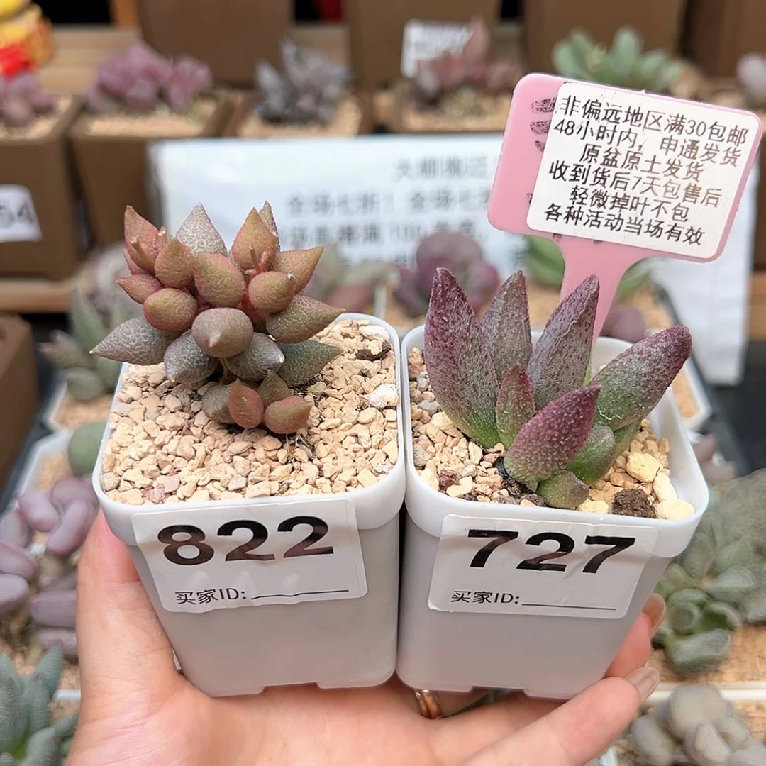 822小辣椒纯红哈莫杂多肉植物