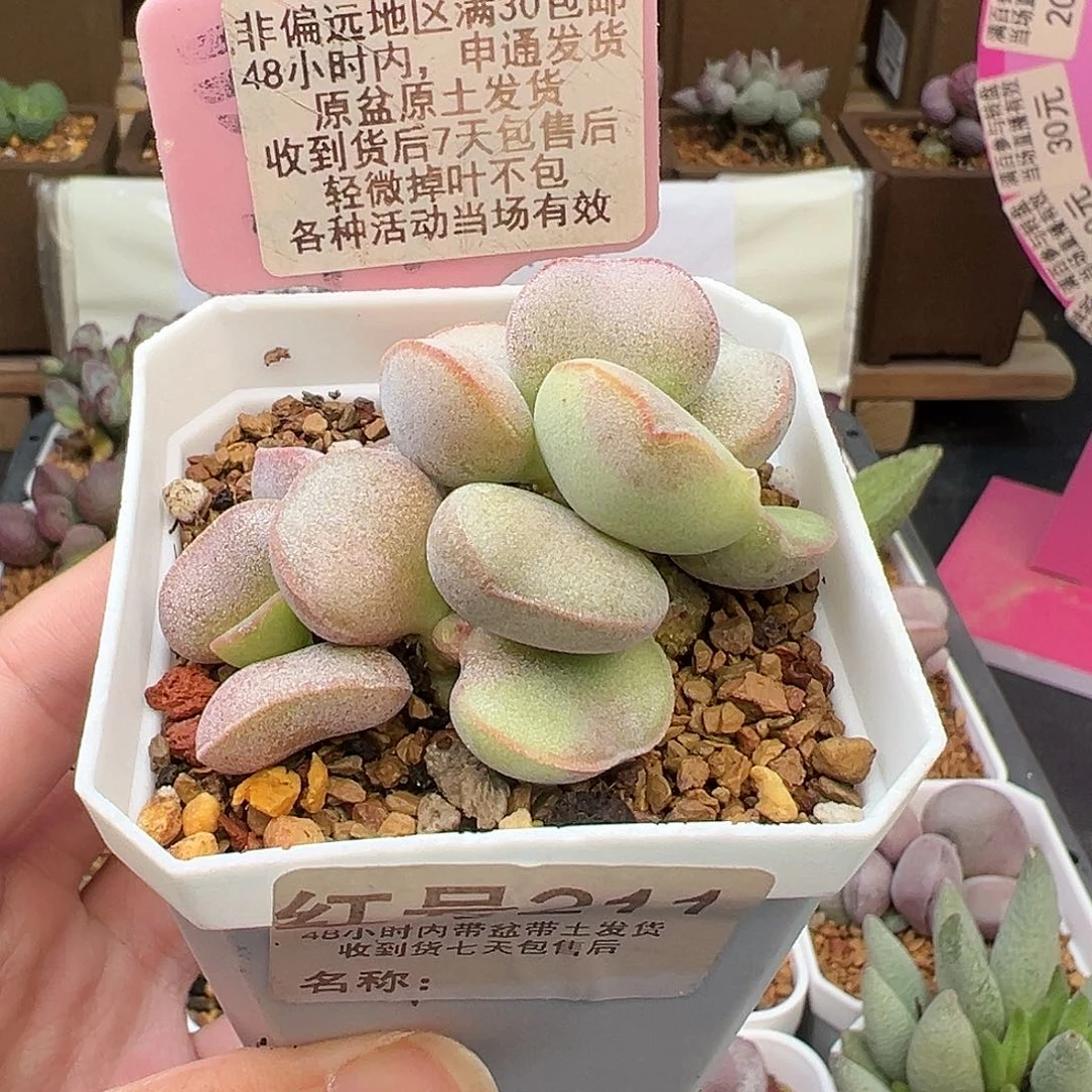 211白蛋杂多肉植物