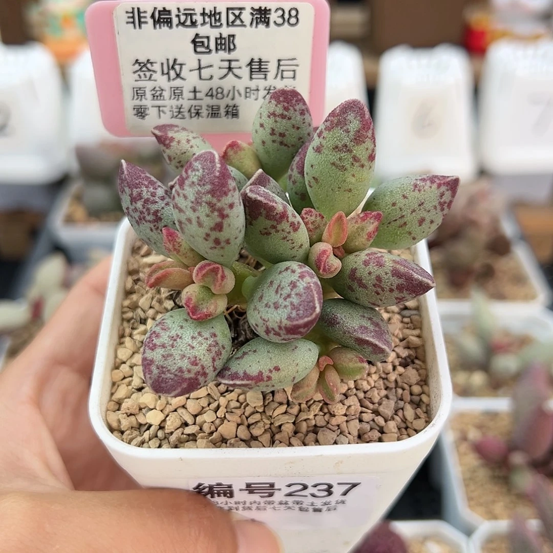 ?**?237艾薇多肉植物