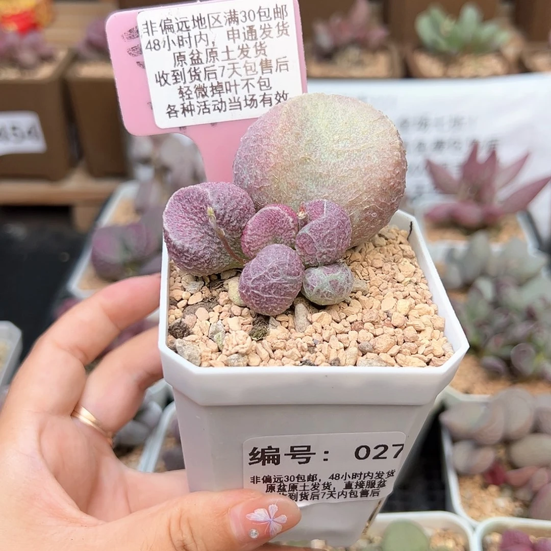 027丸叶哈默猪肝多肉植物