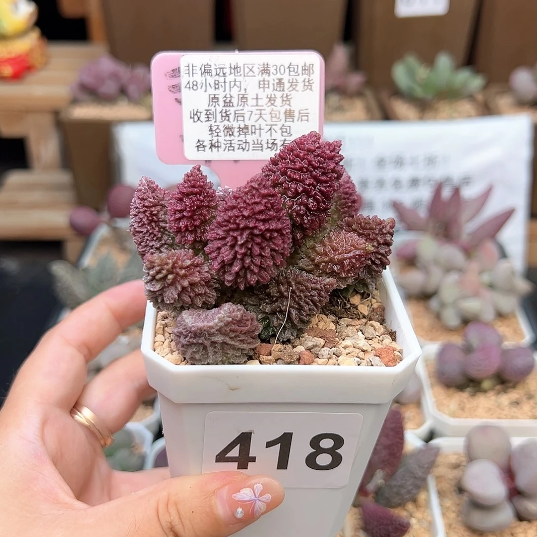 丹*418朱紫玉多肉植物