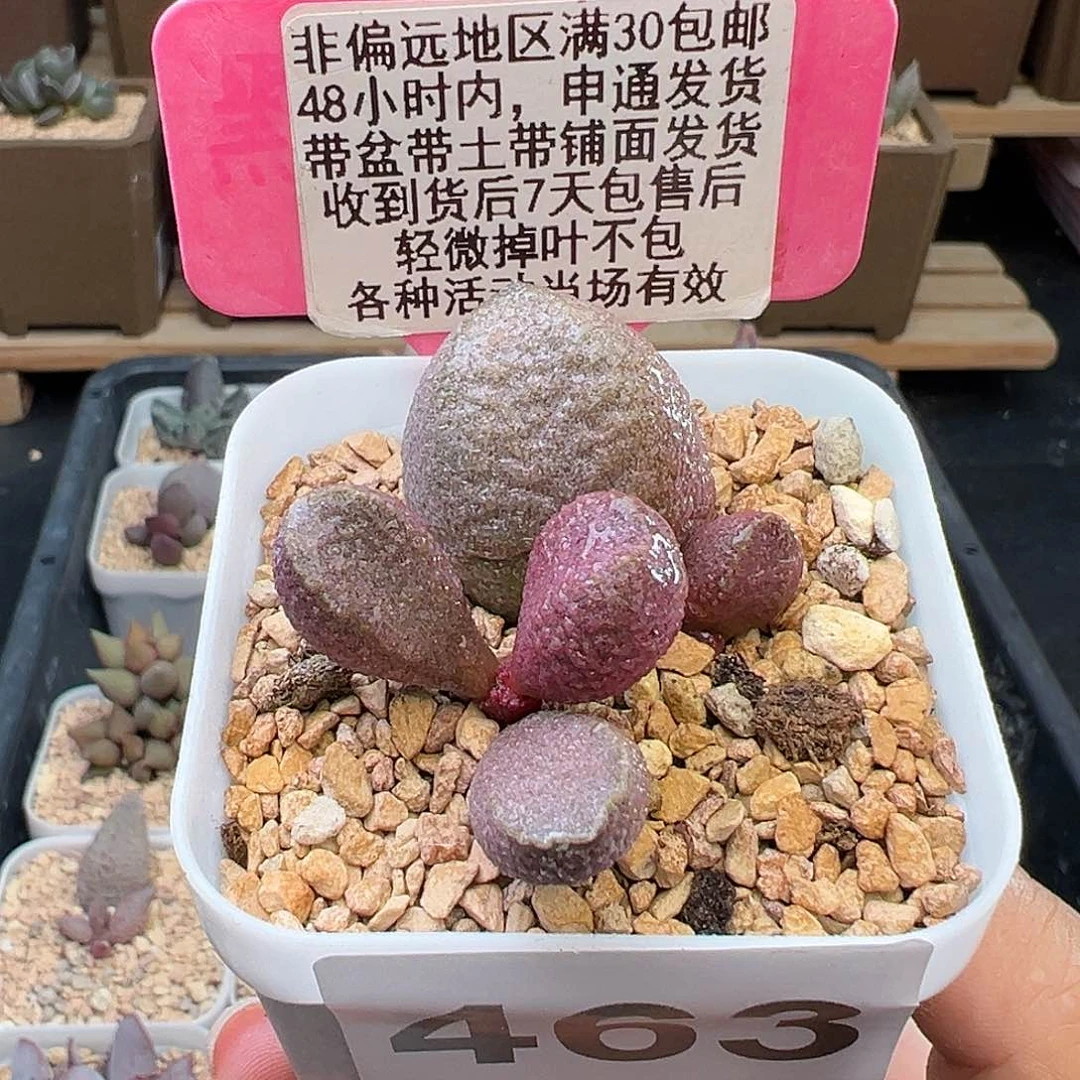 463月熙多肉植物