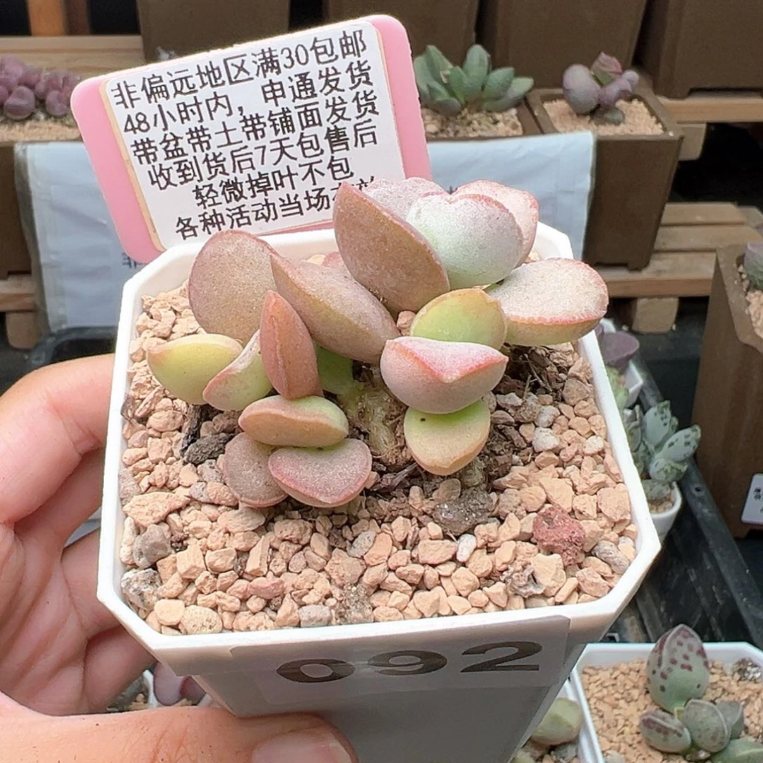 092白蛋杂多肉植物