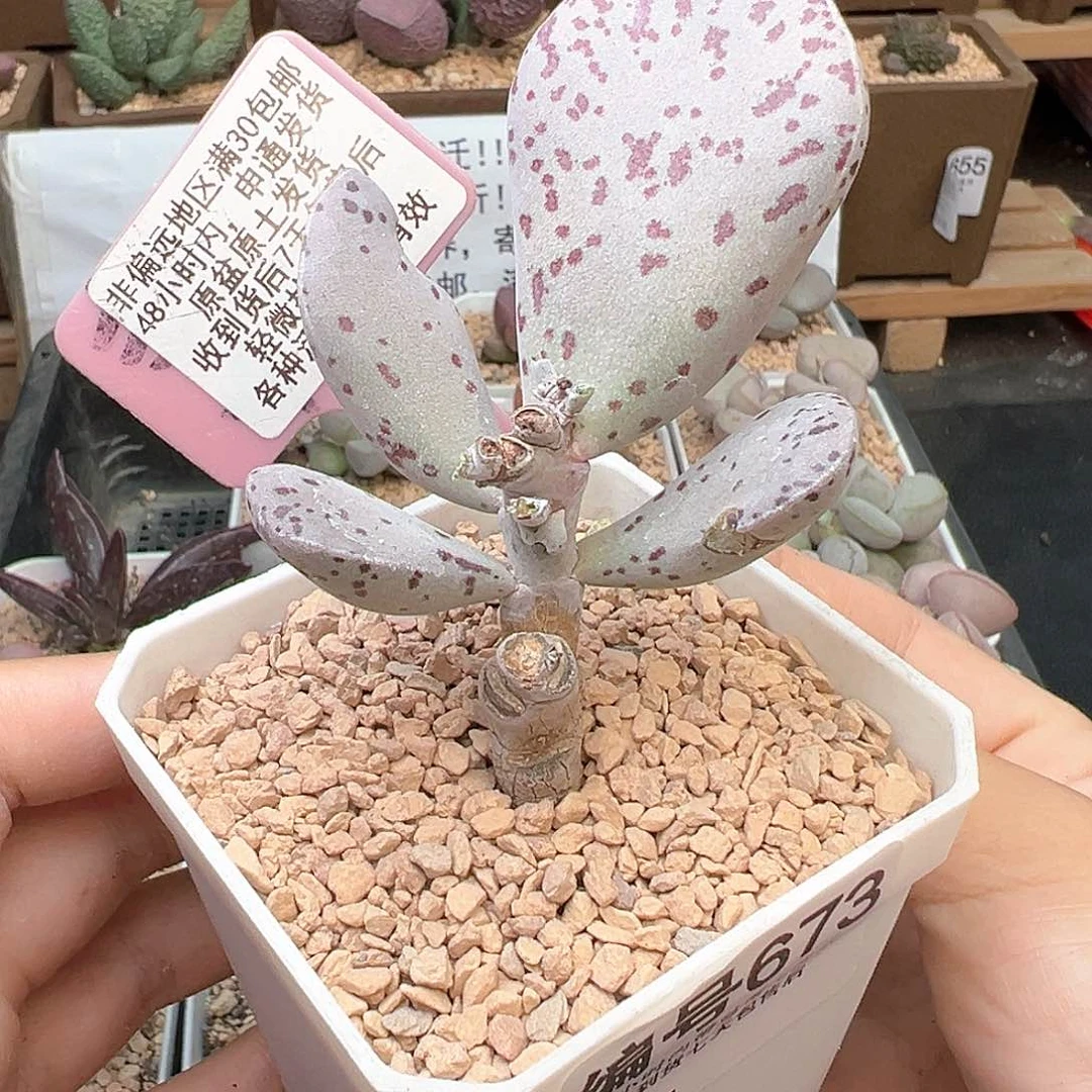 673银波粉蛋微瑕多肉