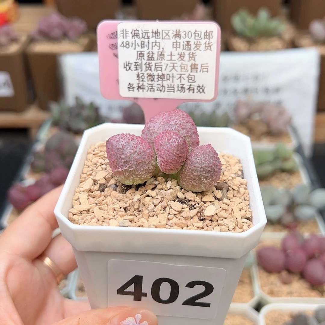 402糖果多肉植物