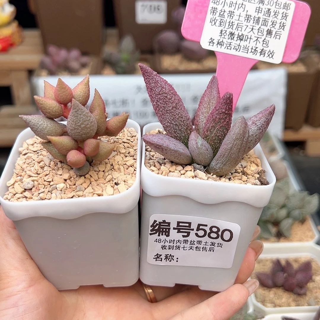 翘*龙580小辣椒纯红哈莫杂多肉植物