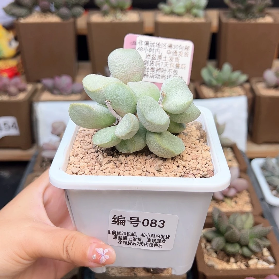 083绿磨砂蛋多肉植物