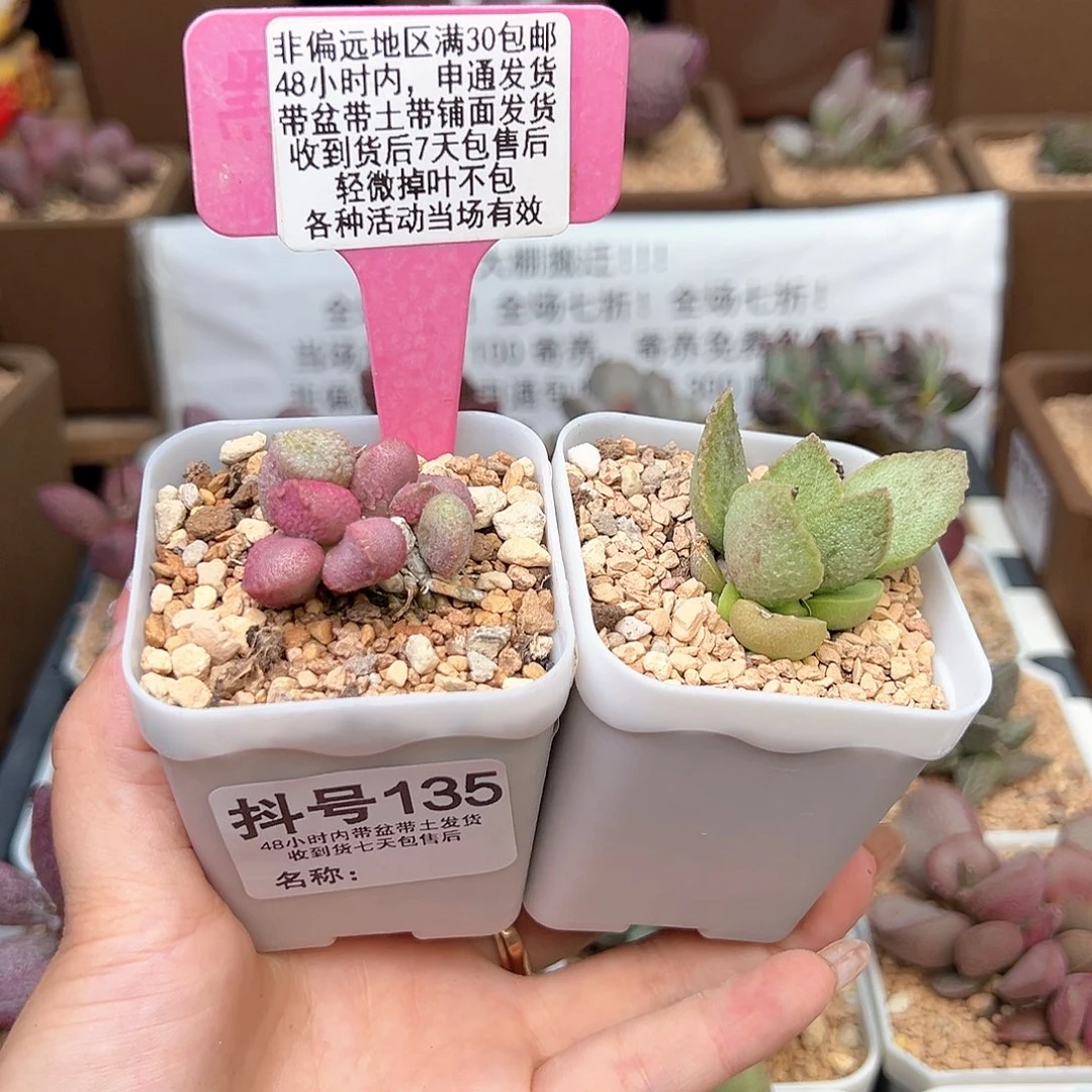 135赛猪肝爱丽丝多肉植物
