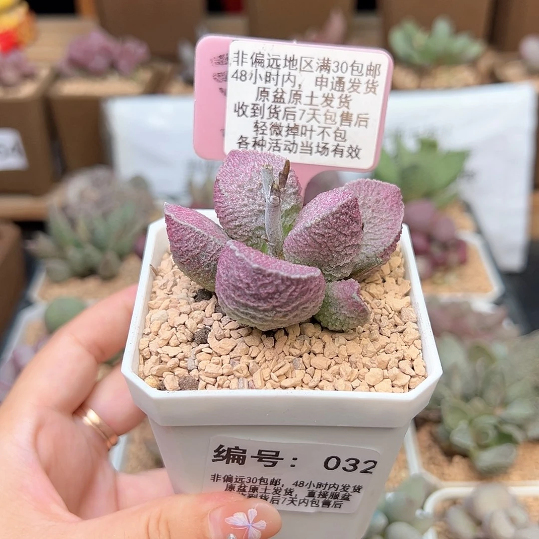 032哈默猪肝多肉植物