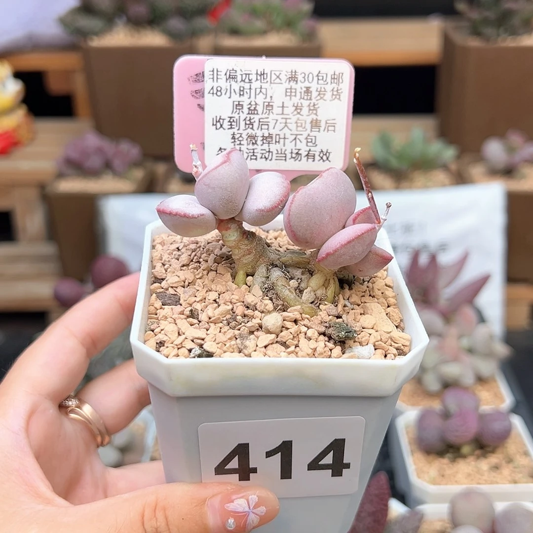 414白肌红蛋多肉植物