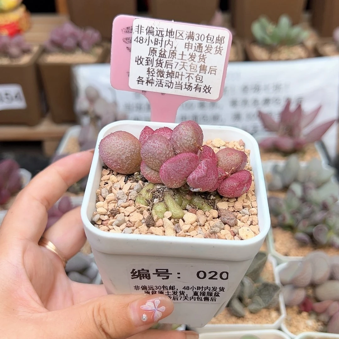 020夏娃多肉植物