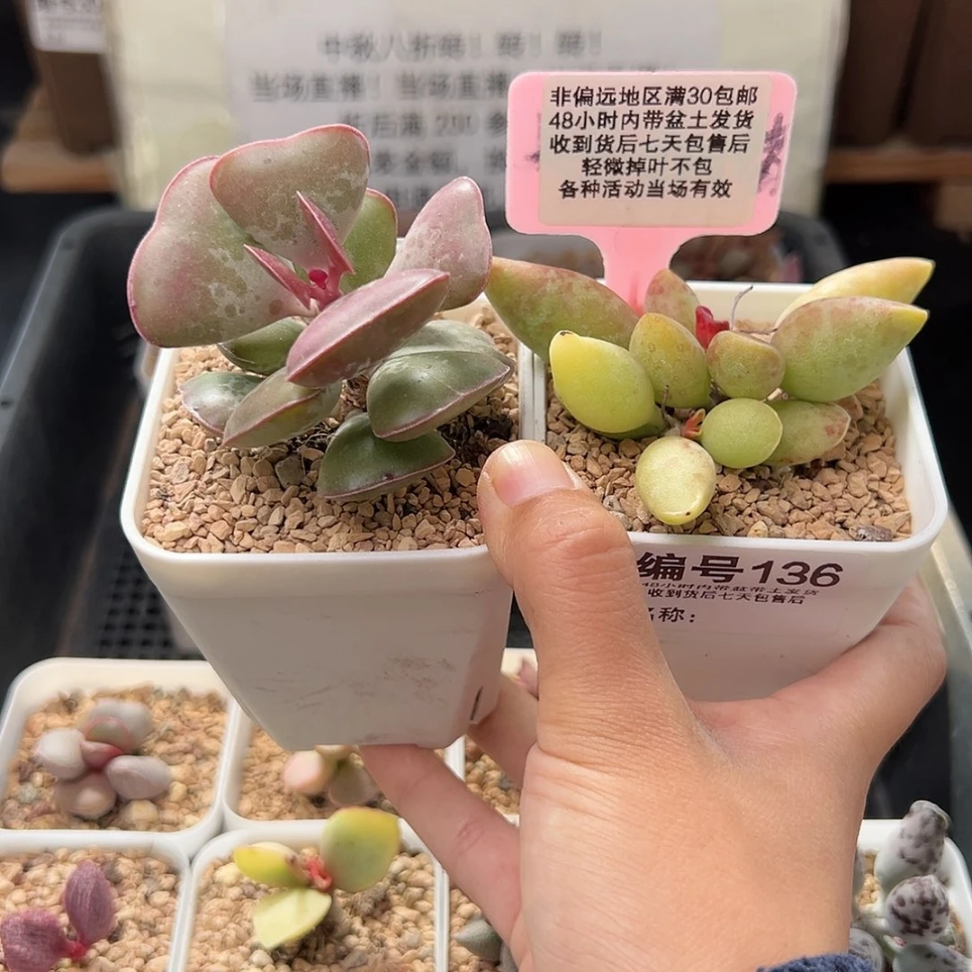 136爱心红蜻蜓多肉植物