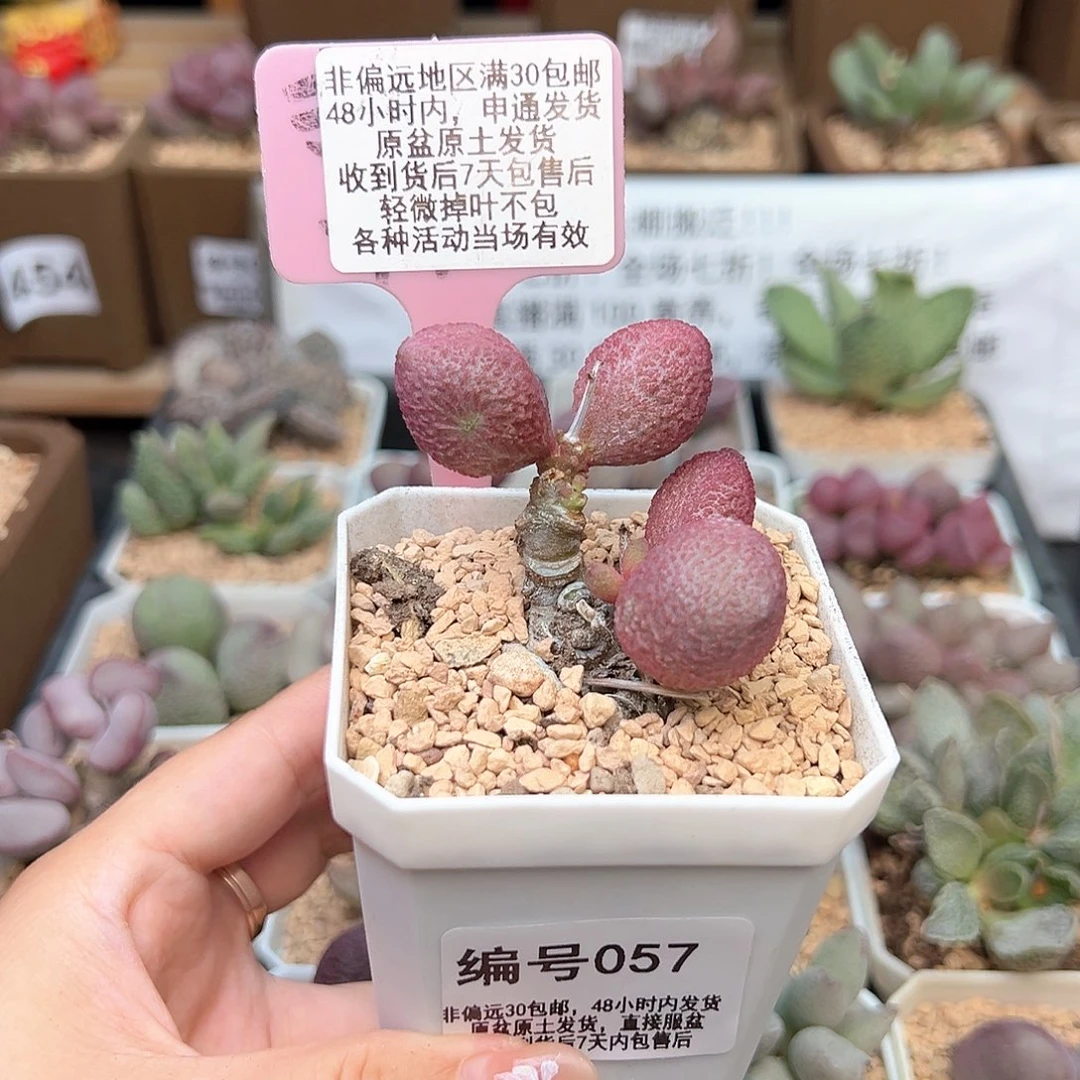 057服部多肉植物