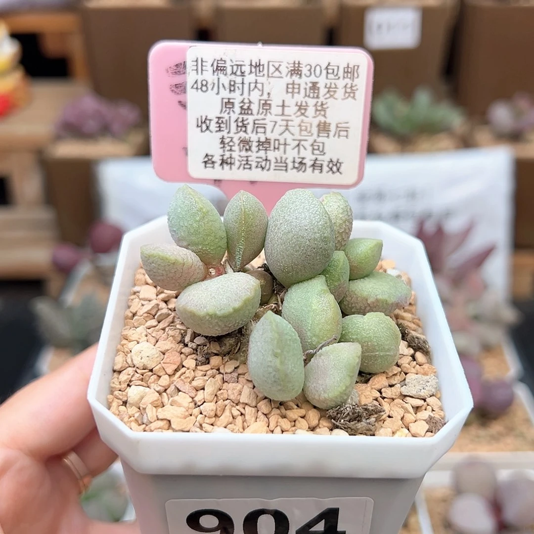 904流萤多肉植物