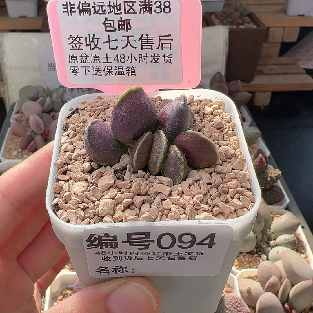 094紫肌海豹三代