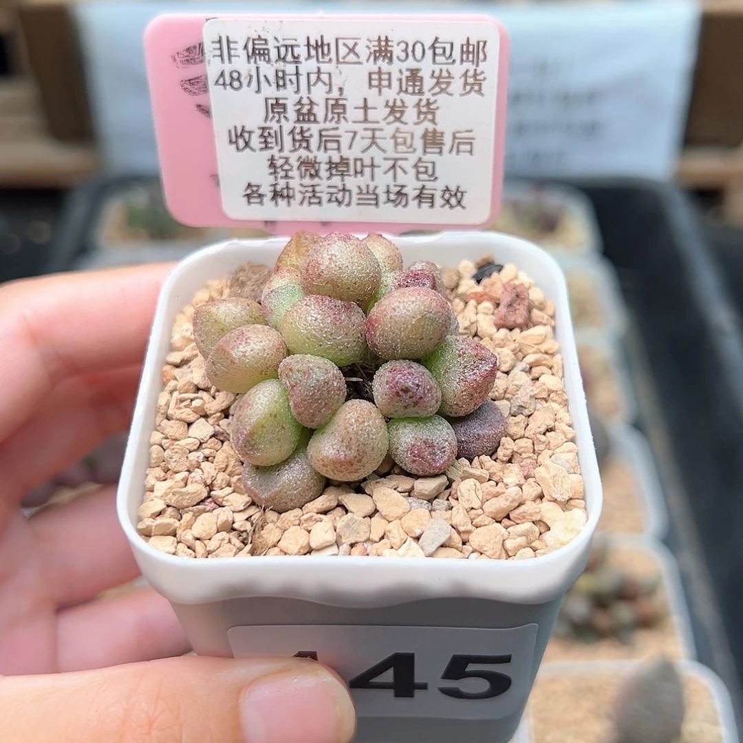 ?**艾145玛丽安多肉植物