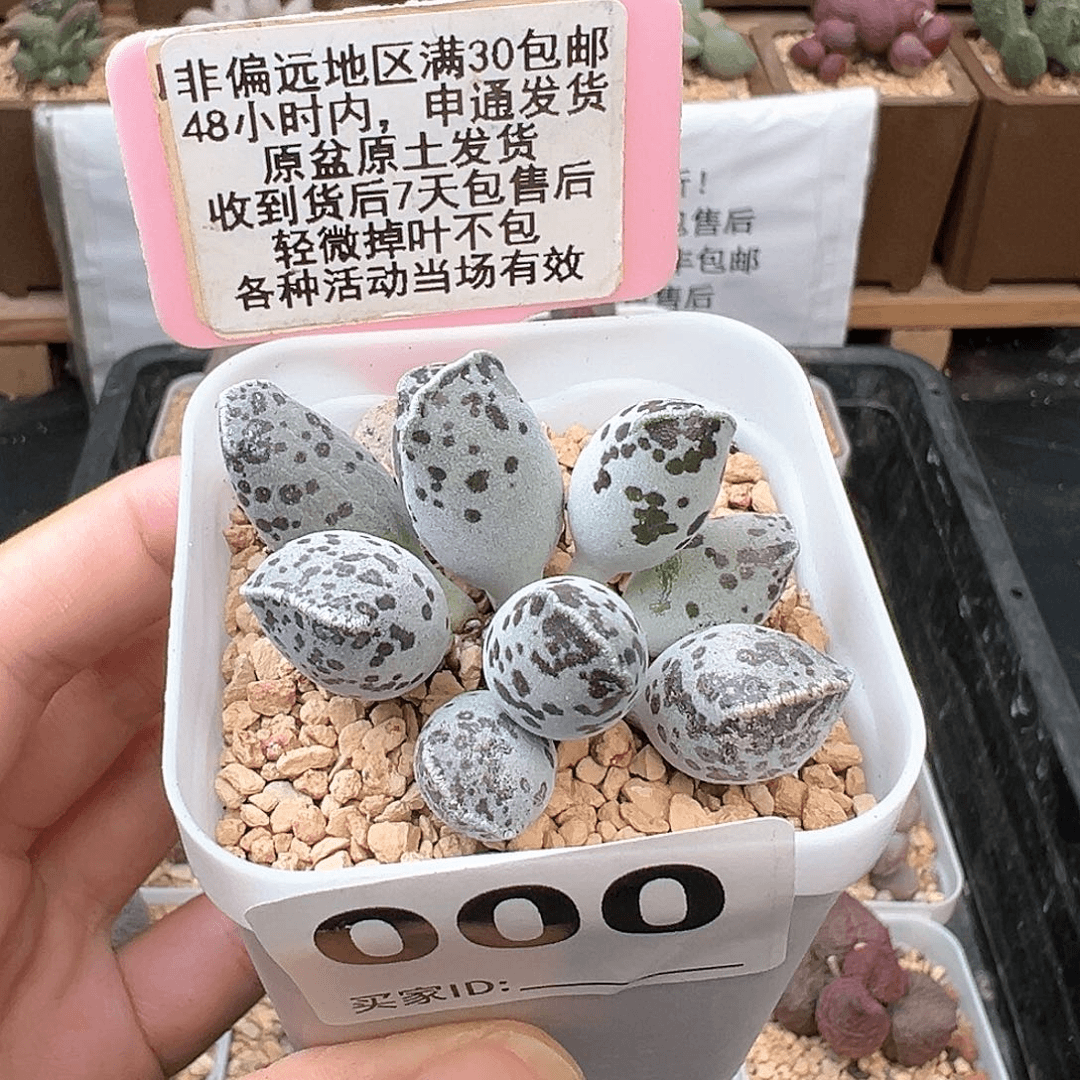 000特白肌海豹多肉