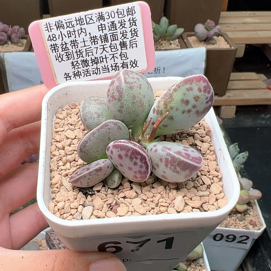671艾薇蛋多肉植物