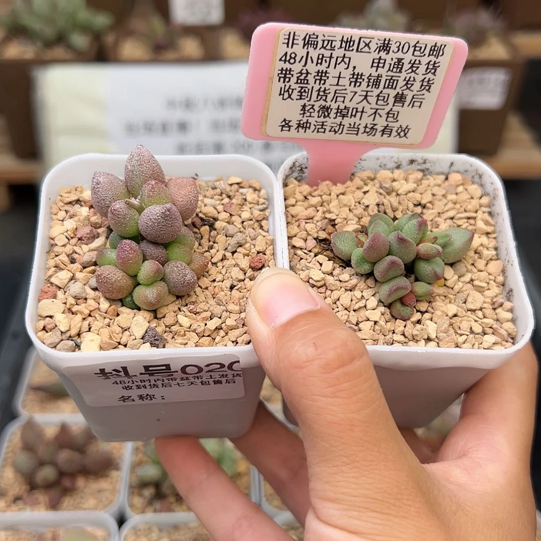 020小红嘴大红嘴