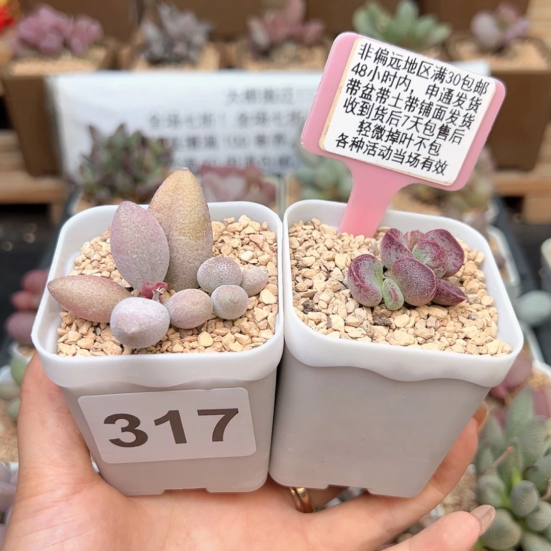 317奶油泡芙艾薇多肉