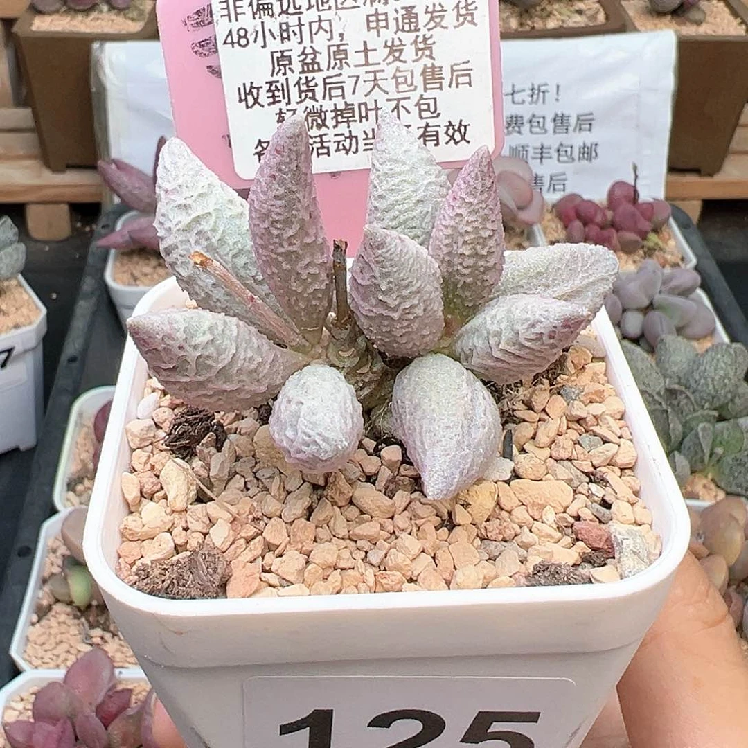 125融化纹冰淇淋