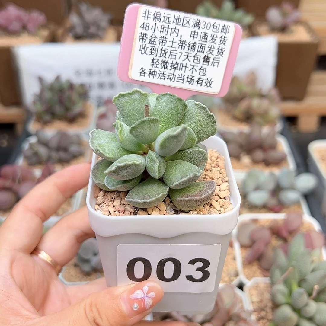 急****果003毛库博多肉植物