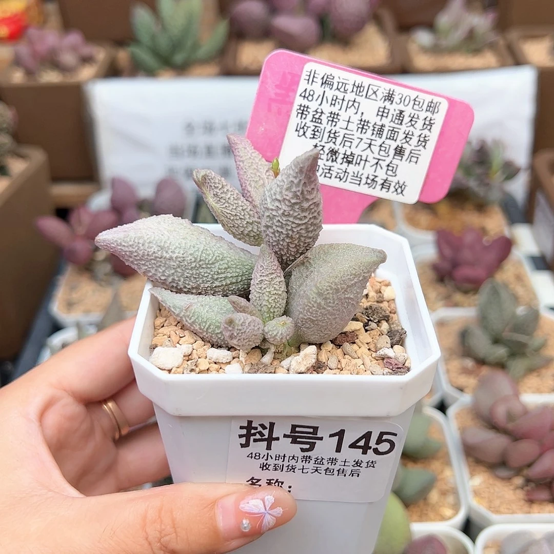 平**水145融化纹冰淇淋多肉植物