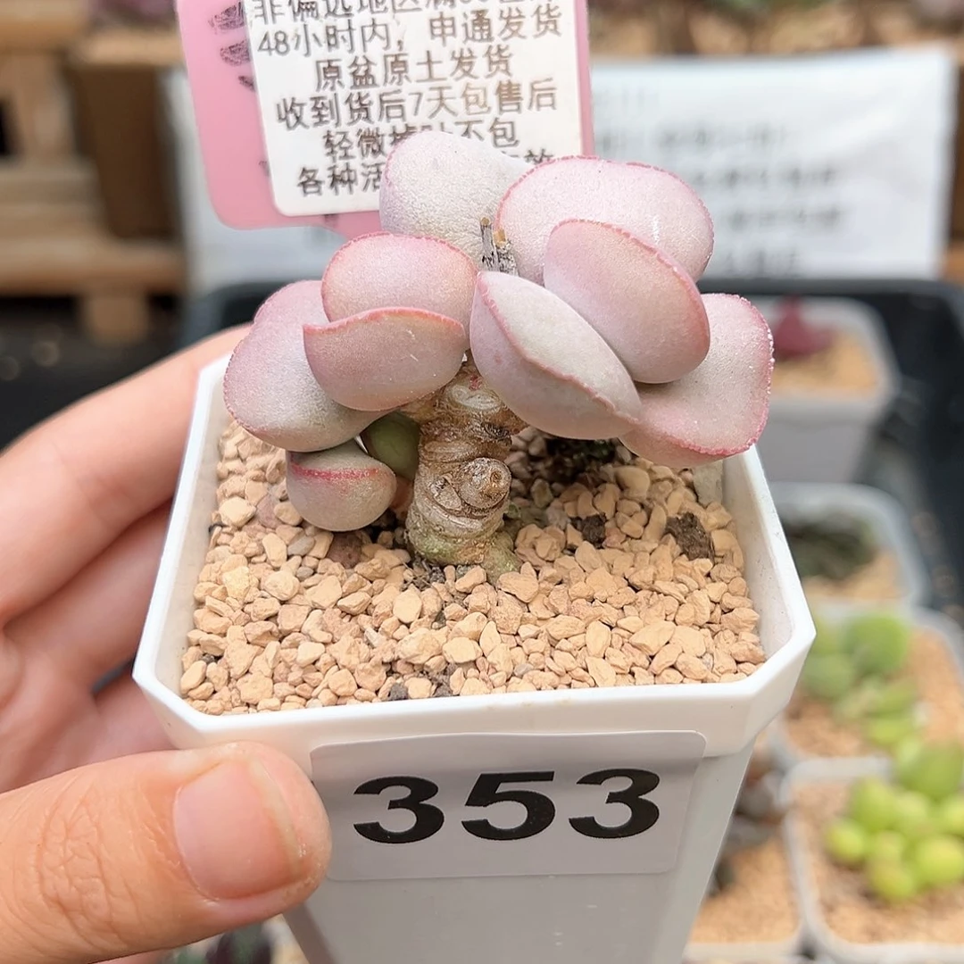 平**水353白肌红蛋多肉