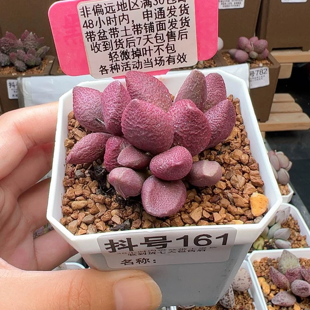 161腹部多肉植物