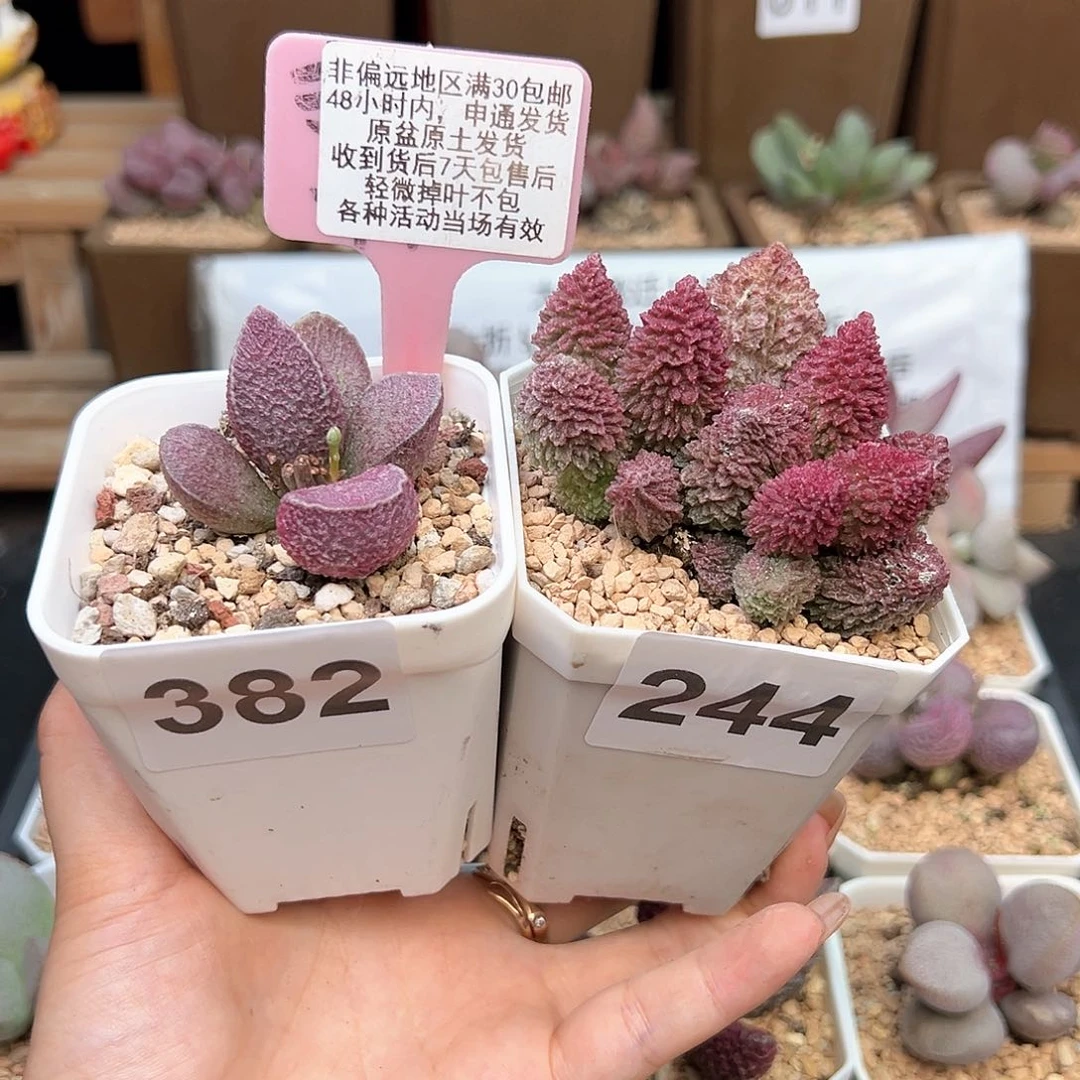 382朱紫玉哈默猪肝多肉植物