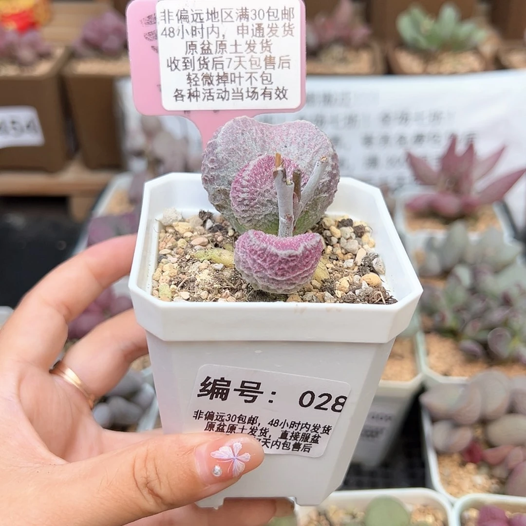 山**兮028丸叶哈默猪肝多肉植物