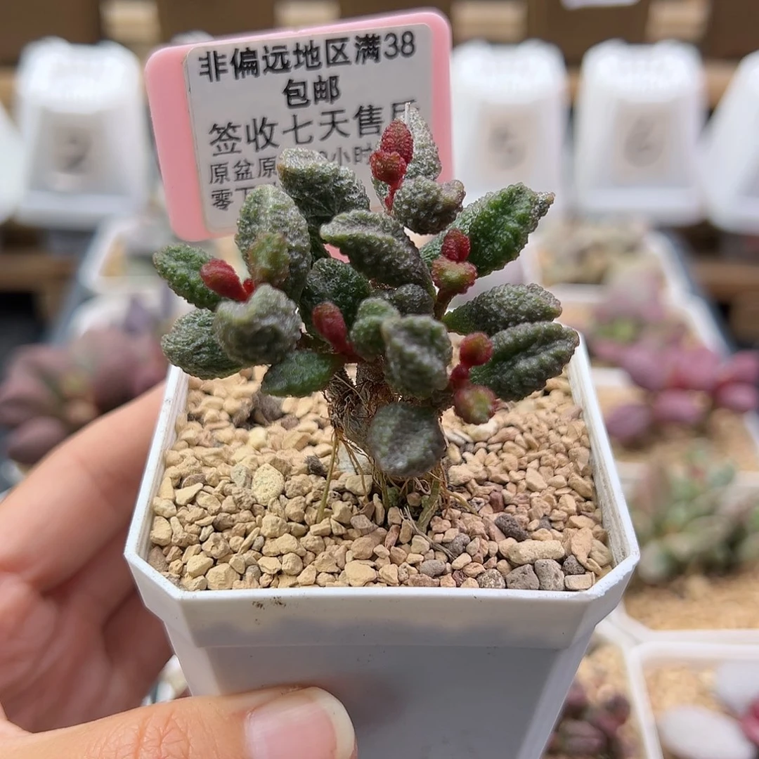 放***"100小叶朱唇石多肉