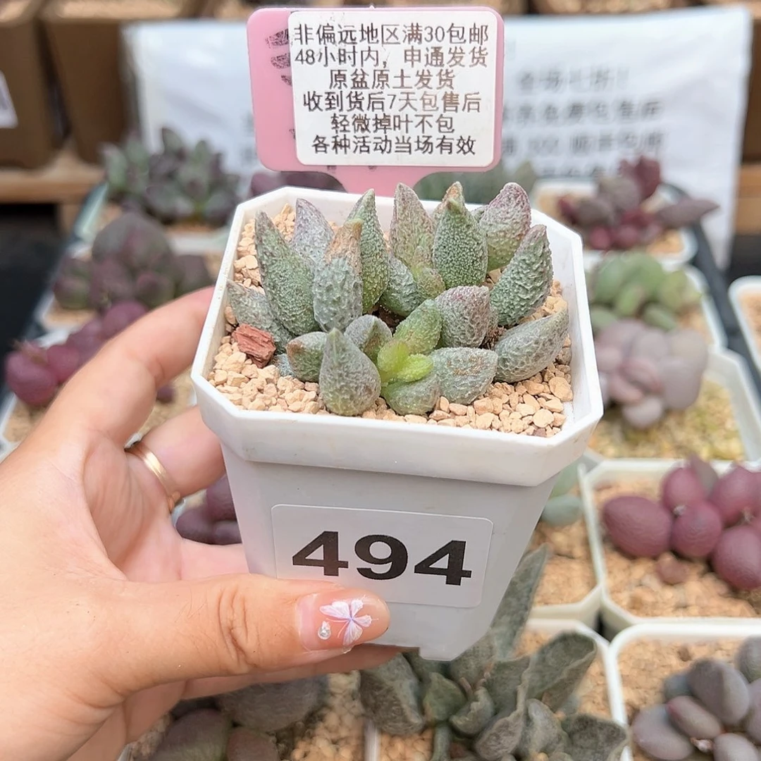 啊*！494七彩仙女多肉植物