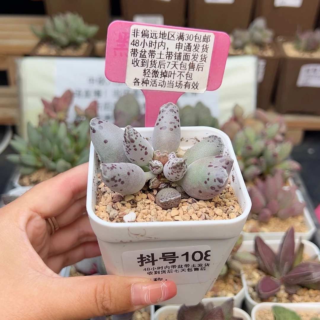 L*!108丸叶海豹补差多肉植物