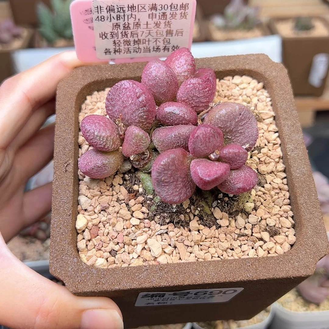 690夏娃多肉植物