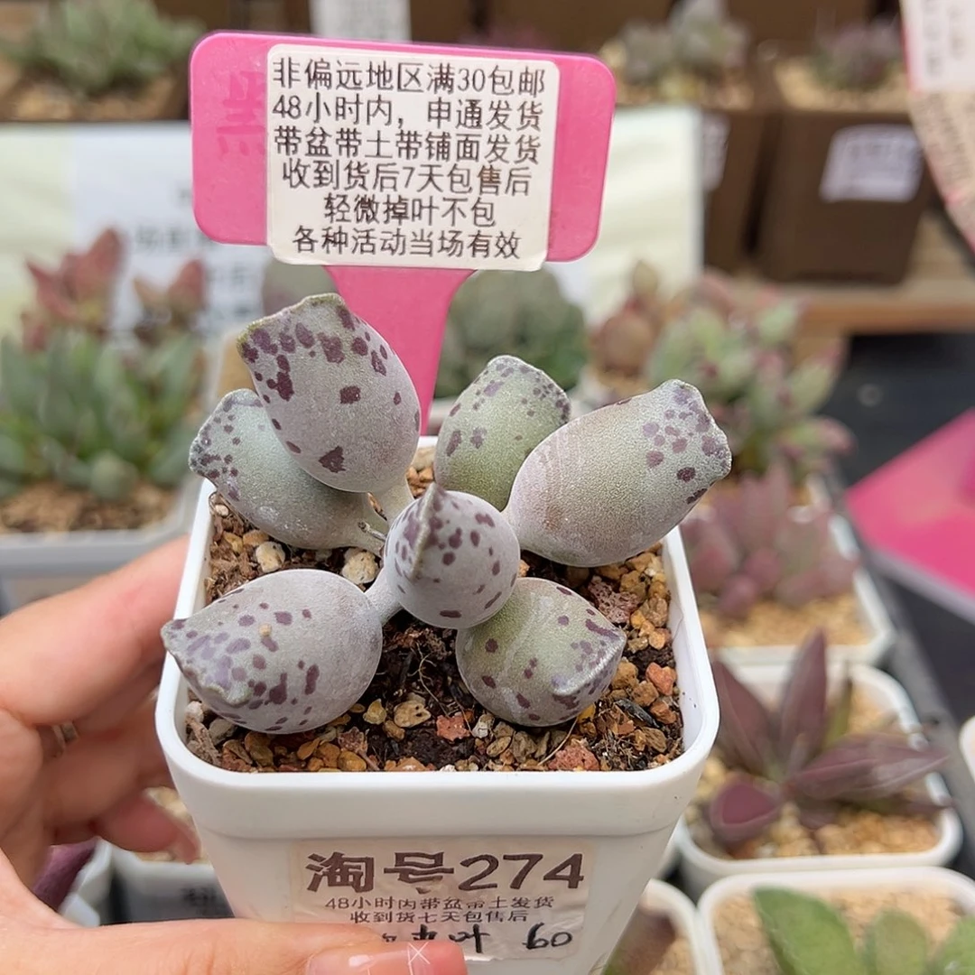 274丸叶海豹多肉植物